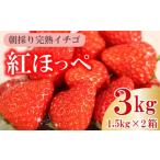ふるさと納税 いちご 静岡県 牧之原市  令和8年1〜3月発送 朝摘み 紅ほっぺ 3kg セット 果物 いちご イチゴ 苺 フルーツ くだもの スイーツ デザート ストロベ…