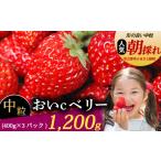 いちご 1~ 予定 おいCベリー 中粒 1200g