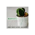 花 苗木 多治見市× コラボ 美濃焼 陶芸家 北川和喜