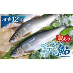 川魚 あゆ 訳あり 飛騨庄川の天然鮎 12尾