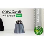 苗木 美濃焼 色が COPO カヌレ 植物付き