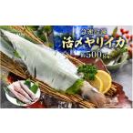 ショッピングふるさと納税 先行予約 ふるさと納税 イカ 福井県 美浜町  先行予約 イカ お刺身で食べる 天然 ヤリイカ 約500g 入手困難 活きたイカをご提供している漁師が活〆 2026年2月中旬以降順…