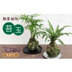苗木 観葉植物 こけ玉 2個