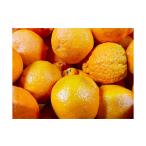 ふるさと納税 みかん・柑橘類 熊本県 熊本市  規格外品 不知火 (デコポンと同品種) ご家庭用 約4kg サイズ不選別 しらぬい 果物 くだもの フルーツ 柑橘 2026…