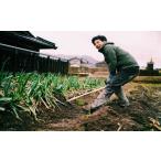 fu.... налог овощи вид лук порей Hyogo префектура утро . город зима ограничение узнать человек . узнать . данный земля лук порей утро . город Special производство. земля имеется скала Цу лук порей 3kg( в коробке ) 5996849 скала Цу лук порей скала Цу лук-батун .. длина новый...