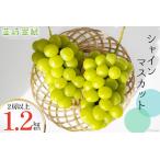 ぶどう マスカット シャインマスカット 1.2kg