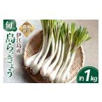 人参 大根 他根菜 発送 島らっきょう 生 約 1kg