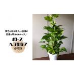 花 苗木 ポトス ヘゴ仕立て 6号鉢