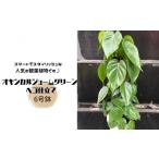 花 苗木 オキシカルジュームグリーン ヘゴ仕立て