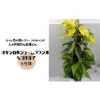苗木 オキシカルジューム ブラジル ヘゴ仕立て