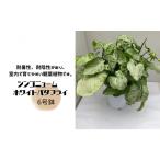 苗木 シンゴニューム ホワイトバタフライ