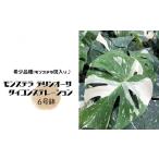 苗木 モンステラ デリシオーサ タイコンステレーション