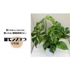 花 苗木 姫モンステラ 6号鉢