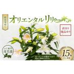 ふるさと納税 雑貨・日用品 花 福島県 白河市 ユリ専門 深花園 観賞用ゆり オリエンタルリリー 訳あり優品ゆり （15輪以上保証） 植物 フラワー 花 F23R-545
