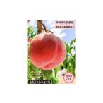 ふるさと納税 もも 山梨県 甲州市 丹精込めて育てた甲州市の桃 約2kg（5〜9玉） 2026年発送 （HCF）A08-845 桃 もも モモ 令和8年発送 期間限定 山梨県産 甲州…