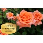花 バラ鉢植え マドモアゼルマイコ SWBD004