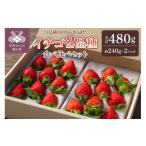 いちご 2026-2027発送分 イチゴ2品種食べ比べセット