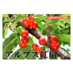 果物類 さくらんぼ 2027年発送 アルプス紅扇 24個入り