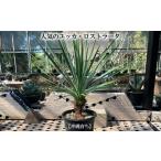 苗木 沖縄育ちの観葉植物のユッカ ロストラータ