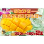 ショッピングふるさと納税 マンゴー ふるさと納税 マンゴー 沖縄県 竹富町  2026年 先行予約 訳あり 完熟 アップルマンゴー 2L 350g〜460g 2玉 マンゴー 果物 デザート 品評会連続入賞 2026年 発…