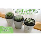 花 苗木 多肉植物 ハオルチア プラ 鉢植え おまかせ