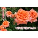 苗木 バラ鉢植え マドモアゼルマイコ 057-047