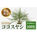 花 苗木 i906 毎月 ココスヤシ 鉢底より高さ約100cm