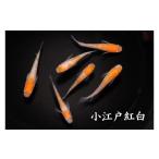 生き物 小江戸紅白 3ペア