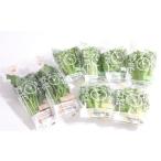 野菜セット フリルレタス グリーンリーフレタス
