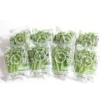 野菜セット ケール 8p 水耕栽培 葉物野菜