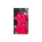 花 3ヶ月連続定期便 薔薇の花束 レッドエレガンス10本セット