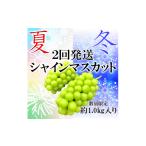 ぶどう マスカット 2026年発送分 夏冬の全2回発送