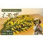 美容 入浴剤 インテリア ミモザ 切り花 80cm 8本