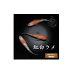 生き物 メダカ 紅白ラメ Aクラス 2ペア