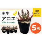 花 苗木 実生アロエ Aloe marlothii 5株