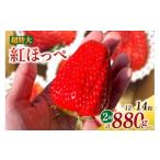 ふるさと納税 いちご 愛知県 西尾市 超特大いちご(紅ほっぺ)　440g以上(6〜7粒)×2箱・O043-32