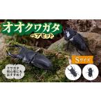 生き物 オオクワガタ ペア Sサイズ 糸島クワガタの森