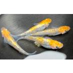 生き物 煌 きらめき 1ペア メダカ 観賞魚