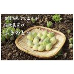 野菜類 山菜 山菜初心者にオススメ ふきのとう