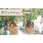 苗木 FKK19-820 ガジュマル苔玉