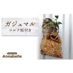 苗木 FKK19-821 ガジュマル コルク板付