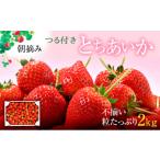 ふるさと納税 いちご 栃木県 鹿沼市 とちあいか不揃い粒たっぷり2kg(家庭用、ジャム・冷凍など加工用にもおすすめ) 発送期日 2025年5月中旬〜5月下旬頃 果物…