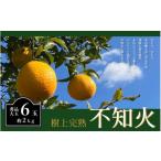 不知火 希少な樹上完熟 秀品大玉 6個入