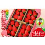ふるさと納税 いちご 群馬県 前橋市 やよいひめ 280g × 4パック|コク 甘み 朝採れ やよいひめ 大粒 甘み 酸味 バランス 贈答用 新鮮 完熟 いちご 旬 苺 スト…