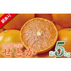 ふるさと納税 みかん・柑橘類 愛媛県 松山市 訳あり せとか 約5kg 順次発送中 | 愛媛みかん 家庭用 せとか セトカ みかん ミカン 蜜柑 mikan 高級柑橘 果物 く…
