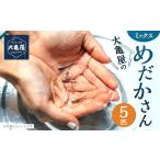 生き物 大亀屋のミックスめだかさん 5匹