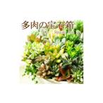 花 苗木 多肉植物の寄せ植え 6号鉢 観葉植物