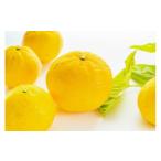 ふるさと納税 みかん・柑橘類 愛媛県 八幡浜市 平均糖度13度 愛媛限定生産の希少品種「媛小春」(約5kg) 訳あり D56-48 _ 訳あり わけあり 柑橘 媛小春 フルー…