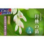 野菜類 月桃の苗 大1株 特別栽培 栽培期間中農薬不使用