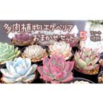 苗木 多肉植物 エケベリア おまかせ セット